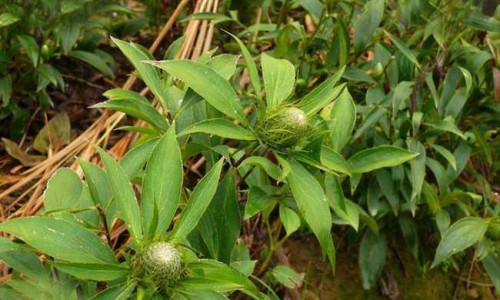 【蒲公英茶玫瑰花的功效与作用】蒲公英玫瑰茶的功效与副作用 - 蒲公英玫瑰茶的功效网